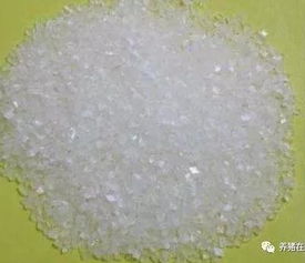 怎么使用风味剂来提高猪的食欲 提高猪食欲的方法